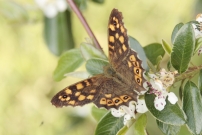 Le Tircis (Lpidoptre - Nymphalidae - Pararge aegeria)